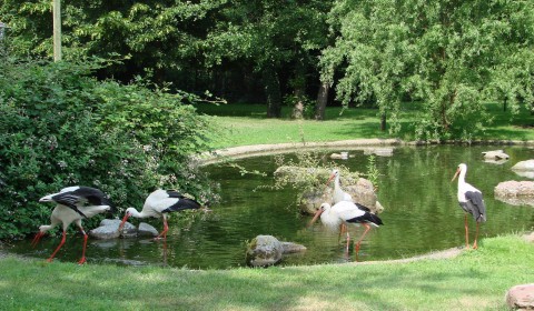 Le parc à cigognes de Cernay ©Thierry Bilay