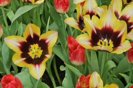 pexels pua tresia 3390518 32064840 - Hautes Vosges d'Alsace - Vallée de Saint-Amarin