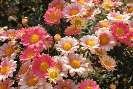 mak J3pLliEQu3Q unsplash - Hautes Vosges d'Alsace - Vallée de Saint-Amarin