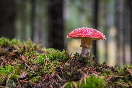 ekamelev mushroom 3051519 1920 - Hautes Vosges d'Alsace - Vallée de Saint-Amarin