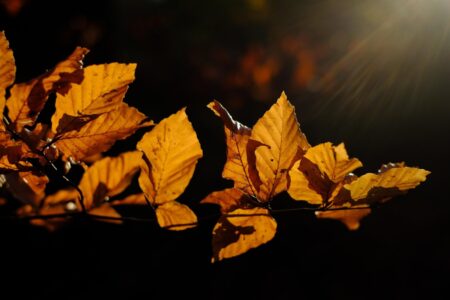hans leaves 3851298 1920 - Hautes Vosges d'Alsace - Vallée de Saint-Amarin